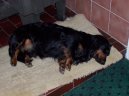 Фотографии к статье: Такса (Dachshund) / Советы по уходу и воспитанию породы собак, описание собаки, помощь при болезнях, фотографии, дискусии и форум.