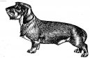 Фотографии к статье: Такса (Dachshund) / Советы по уходу и воспитанию породы собак, описание собаки, помощь при болезнях, фотографии, дискусии и форум.