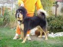 Фотографии к статье: Тибетский дог (тибетский мастиф, до-хи) (Tibetan Mastiff) / Советы по уходу и воспитанию породы собак, описание собаки, помощь при болезнях, фотографии, дискусии и форум.