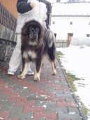 Фотографии к статье: Тибетский дог (тибетский мастиф, до-хи) (Tibetan Mastiff) / Советы по уходу и воспитанию породы собак, описание собаки, помощь при болезнях, фотографии, дискусии и форум.