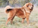 Фотографии к статье: Тибетский дог (тибетский мастиф, до-хи) (Tibetan Mastiff) / Советы по уходу и воспитанию породы собак, описание собаки, помощь при болезнях, фотографии, дискусии и форум.