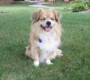 Фотографии к статье: Тибетский спаниель (Tibetan Spaniel) / Советы по уходу и воспитанию породы собак, описание собаки, помощь при болезнях, фотографии, дискусии и форум.