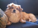 Фотографии к статье: Тибетский спаниель (Tibetan Spaniel) / Советы по уходу и воспитанию породы собак, описание собаки, помощь при болезнях, фотографии, дискусии и форум.