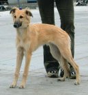 Фотографии к статье: Уиппет (Whippet) / Советы по уходу и воспитанию породы собак, описание собаки, помощь при болезнях, фотографии, дискусии и форум.