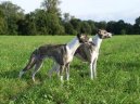 Фотографии к статье: Уиппет (Whippet) / Советы по уходу и воспитанию породы собак, описание собаки, помощь при болезнях, фотографии, дискусии и форум.