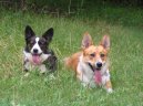 Фотографии к статье: Вельш-корги-кардиган (Welsh Corgi Cardigan) / Советы по уходу и воспитанию породы собак, описание собаки, помощь при болезнях, фотографии, дискусии и форум.