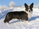 Фотографии к статье: Вельш-корги-кардиган (Welsh Corgi Cardigan) / Советы по уходу и воспитанию породы собак, описание собаки, помощь при болезнях, фотографии, дискусии и форум.