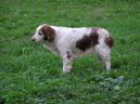 Фотографии к статье: Вельш-спрингер-спаниель (Welsh Springer Spaniel) / Советы по уходу и воспитанию породы собак, описание собаки, помощь при болезнях, фотографии, дискусии и форум.