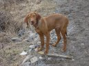 Фотографии к статье: Венгерская короткошерстная легавая (Выжла) (Hungarian Vizsla, Hungarian Pointer) / Советы по уходу и воспитанию породы собак, описание собаки, помощь при болезнях, фотографии, дискусии и форум.