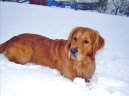 Фотографии к статье: Золотистый ретривер (Golden Retriever) / Советы по уходу и воспитанию породы собак, описание собаки, помощь при болезнях, фотографии, дискусии и форум.