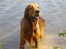 Фотографии к статье: Золотистый ретривер (Golden Retriever) / Советы по уходу и воспитанию породы собак, описание собаки, помощь при болезнях, фотографии, дискусии и форум.