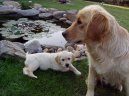 Фотографии к статье: Золотистый ретривер (Golden Retriever) / Советы по уходу и воспитанию породы собак, описание собаки, помощь при болезнях, фотографии, дискусии и форум.