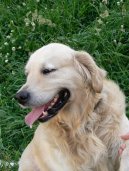 Фотографии к статье: Золотистый ретривер (Golden Retriever) / Советы по уходу и воспитанию породы собак, описание собаки, помощь при болезнях, фотографии, дискусии и форум.