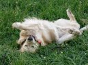 Фотографии к статье: Золотистый ретривер (Golden Retriever) / Советы по уходу и воспитанию породы собак, описание собаки, помощь при болезнях, фотографии, дискусии и форум.