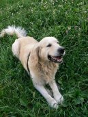 Фотографии к статье: Золотистый ретривер (Golden Retriever) / Советы по уходу и воспитанию породы собак, описание собаки, помощь при болезнях, фотографии, дискусии и форум.