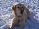 Фотографии к статье: Золотистый ретривер (Golden Retriever) / Советы по уходу и воспитанию породы собак, описание собаки, помощь при болезнях, фотографии, дискусии и форум.