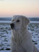 Фотографии к статье: Золотистый ретривер (Golden Retriever) / Советы по уходу и воспитанию породы собак, описание собаки, помощь при болезнях, фотографии, дискусии и форум.