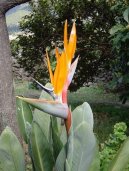 Фотографии к статье: Стрелиция (Strelitzia)