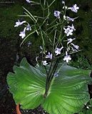 Фотографии к статье: Стрептокарпус (Streptocarpus)