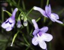 Фотографии к статье: Стрептокарпус (Streptocarpus)