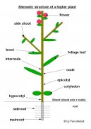 Фотографии к статье: Строение цветов (The structure of the flower)