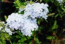 Фотографии к статье: Свинчатка ушковидная (Plumbago auriculata)