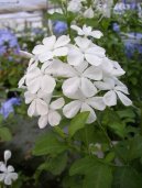 Фотографии к статье: Свинчатка ушковидная (Plumbago auriculata)