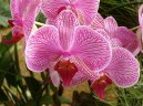 Фотографии к статье: Выращивание орхидей (Orchidaceae)