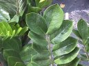 Фотографии к статье: Замиокулькас замиелистный (Zamioculcas zamiifolia)