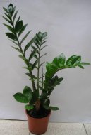 Фотографии к статье: Замиокулькас замиелистный (Zamioculcas zamiifolia)