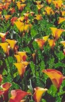 Зантедеския (Калла) (Zantedeschia) / Комнатные растения и цветы