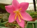 Фотографии к статье: Зефирантес крупноцветковый (Zephyranthes grandiflora)