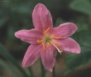 Фотографии к статье: Зефирантес крупноцветковый (Zephyranthes grandiflora)