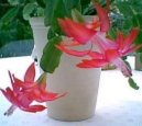 Фотографии к статье: Зигокактус (Schlumbergera)