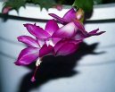 Фотографии к статье: Зигокактус (Schlumbergera)