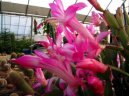 Фотографии к статье: Зигокактус (Schlumbergera)