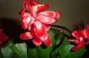 Зигокактус (Schlumbergera) / Комнатные растения и цветы
