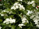 Фотография: Crataegus oxyacantha