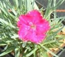 Фотография: Dianthus Alpinus