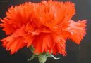 Фотография: Dianthus Alpinus