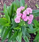 Фотография: Dianthus barbatus