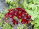 Фотография: Dianthus barbatus