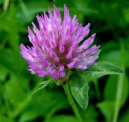 Фотография: Trifolium pratense