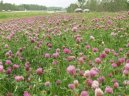 Фотография: Trifolium pratense