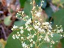 Фотография: Polygonum multiflorum