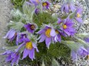 Фотография: Pulsatilla vulgaris