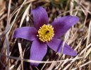 Фотография: Pulsatilla vulgaris