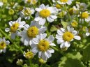 Фотография: Tanacetum parthenium L.