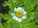 Фотография: Tanacetum parthenium L.