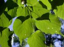 Фотография: Tilia europaea